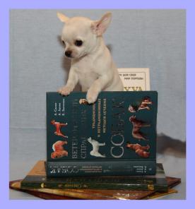 �������� �������