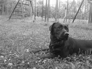 ��������� �������� ���� ����� ���