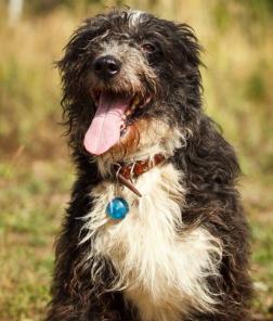 Кудрявый красавец Мухтар! Очень умный, благородный пес в дар.