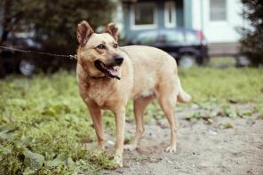 ������������ ����,������-������� ���� ���