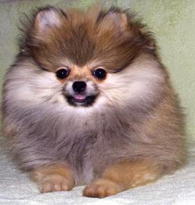 ����������� ����