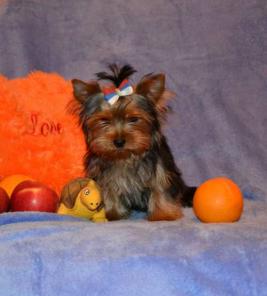 ����� ������������ �������!