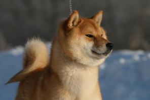 ���� ��� ( ���� ���) ���������  �����  ���������