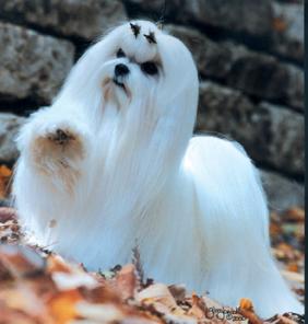 ������� �����. ����� �������. ���������. ��������, ��������