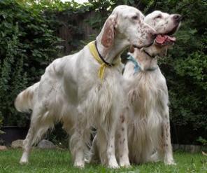 ���������� ������ ����� ���������