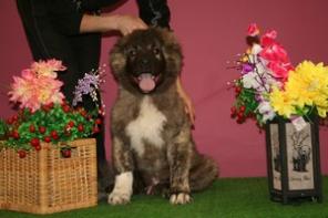 ����u ���������� �������