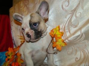 ����������� ������� ������� � ����-������� �������