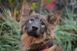 Молoдeнькая cобачкa Дaшa в даp