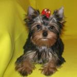 Продаю щенков йоркширского терьера