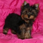 Продаю щенков йоркширского терьера