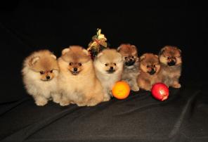 ���� ��������� ������� ������