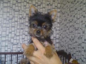 ������� �����