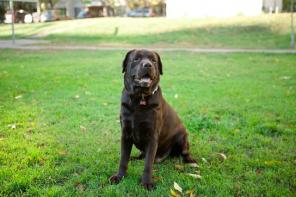 Лабрадор Даф ищет новый дом