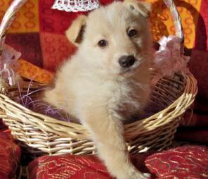 Ваше личное домашнее солнышко!! Удивительно красивые палевые щенки в дар!