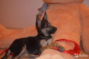 2 ���, ������� �����. ����� � ������ ����