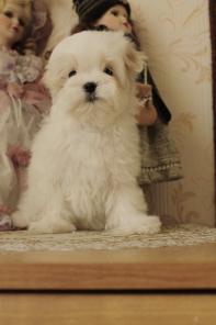 ��������� �������� ����� ��������