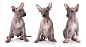 Продаются щенки ксоло