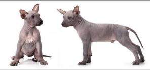 Продаются щенки ксоло