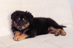 ����� � ���. �����, ������� 2,5 ������.