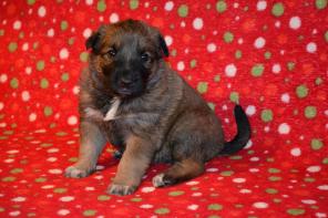 ����� ������� � ���