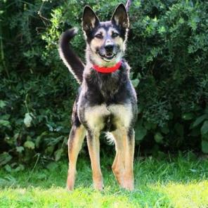 Умница Инга, небольшая домашняя собачка в дар.