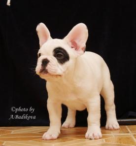 ����������� ���������