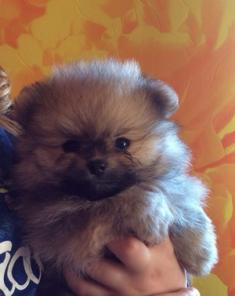 ����� ��������� �����