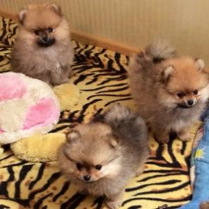 ����� ��������� �����