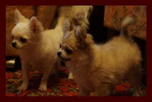 �������� �������