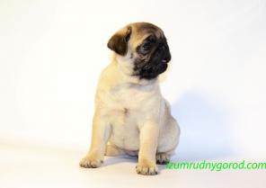 ���� ����� �������� ������