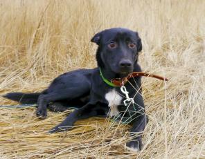 �������- ���������, ����������, �������� ���� �������