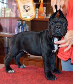 ���� ����� - ������� ����� �� �������� ������.