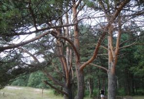 Участок 7.5 га (ИЖС)