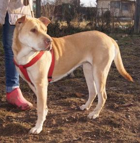 Москва и МО! Несси ищет дом!