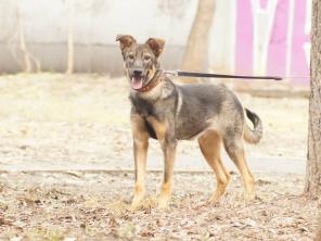 Статный красавец 3года ищет дом