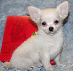 ��������  ����� 5 ��� ���