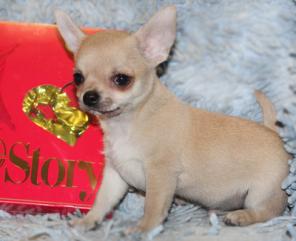 ��������  ����� 5 ��� ���