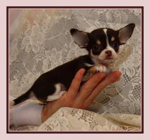 �������������� ������ ��������