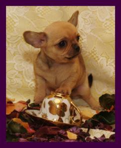 �������������� ������ ��������