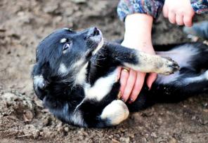 Найк ищет дом