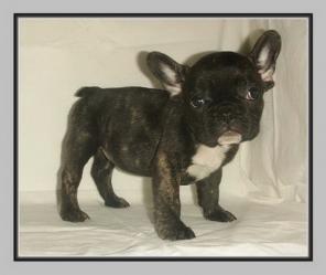 ����������� ������� �����