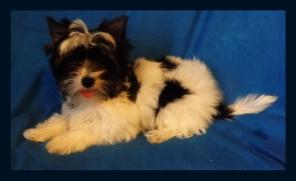 �����-����������� ������