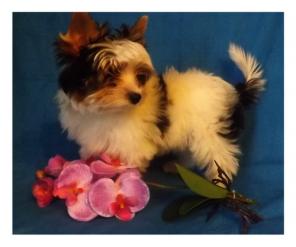 �����-����������� ������