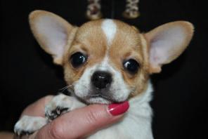 �������� ������� �������� ��� ��������� ������.