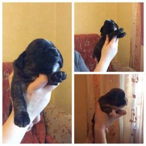 ����� ��������� �������