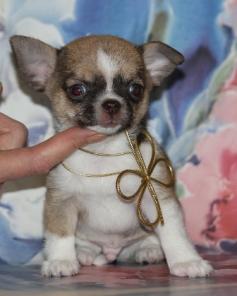 �������� �������  � ������������ ����������