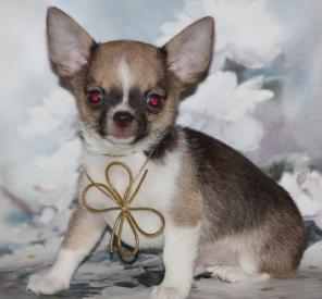 �������� �������  � ������������ ����������