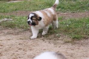 ����� ���������� ����������