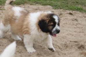 ����� ���������� ����������