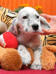 ��������� �e��� c���e�� � p��oc����o�